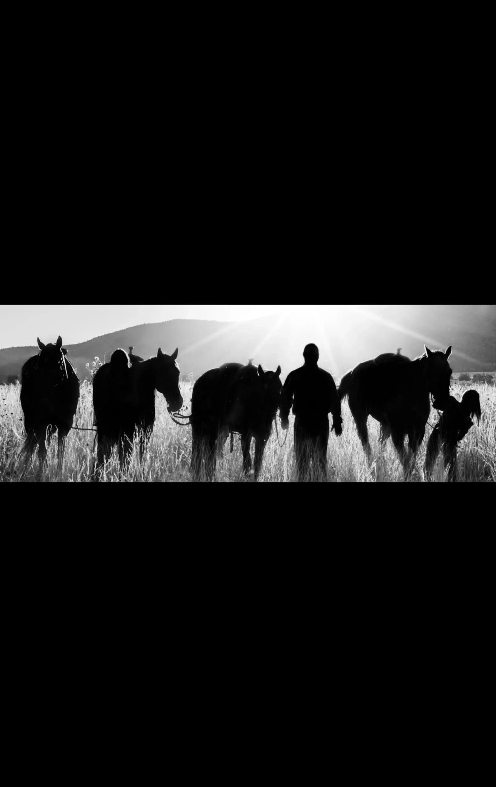 Horses at sunset